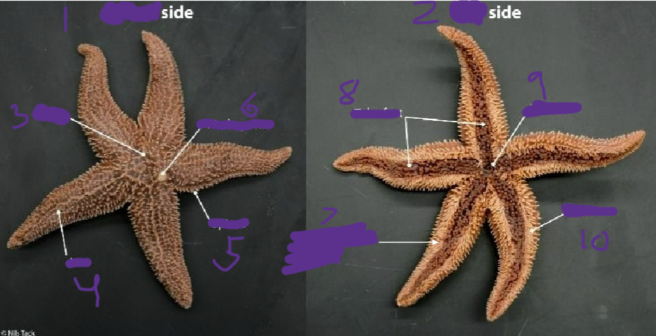 <p>Echniodermata (starfish)</p>