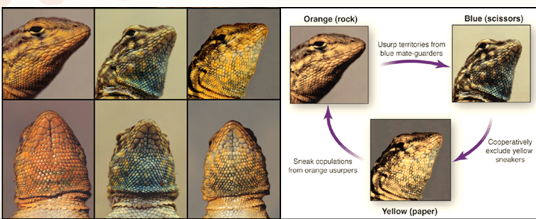 <p>Rock, paper, scissors in side blotched lizards</p><p>Orange = highly competitive and can have a large territory with many mates</p><p>Blue= less competitive, smaller territory, keeps mates close</p><p>yellow= unable to hold territory, looks like females (femboys)</p>