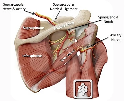 <ul><li><p>function (what the muscle does - its action)</p></li></ul><p>Abducts Arm</p><p>• innervation (what nerve makes the muscle work)</p><p>Suprascapular Nerve (C5-C6)</p>
