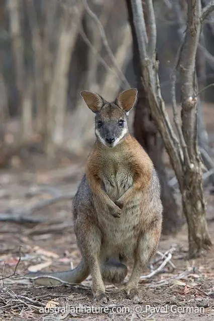 <p>Suborder: Macropodiformes</p><p>Order: Diprotodontia </p><p>Family: Macropodidae </p>
