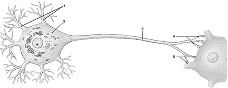 <p><span>The structure labeled 4 in this picture of a neuron indicates the</span></p>
