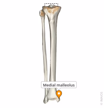 <p>What Bony Landmark/Feature</p>