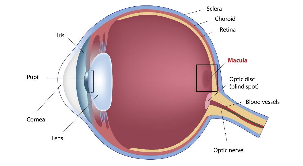<p>A <span>small, central area of the retina responsible for sharp, detailed, and color central vision</span></p>