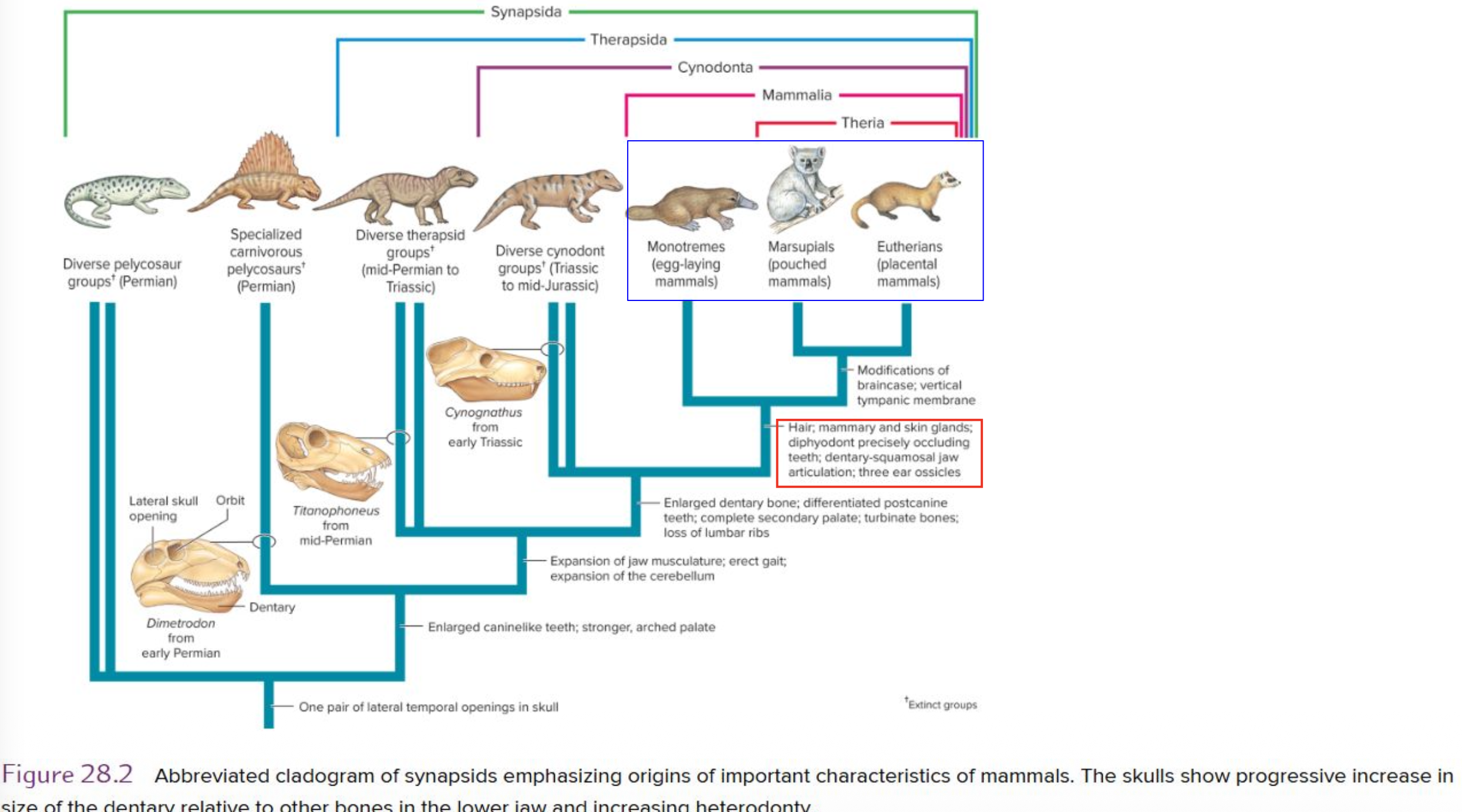 <p>Main diagnostic characteristics defining the Clade Mammalia:</p><p class="p1">- presence of __ at some point in life</p><p class="p1">- ? and ? glands</p><p class="p1">- <u>three/four</u> ear ossicle</p>