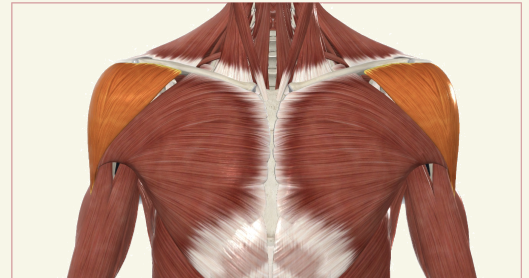 <p>anterior deltoid Actions</p>