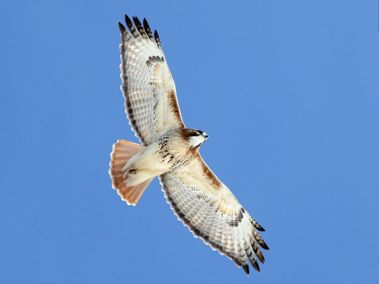 <p>Red-tailed hawk </p><p>*Must know vocalization</p>