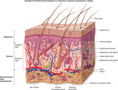 <p>-comprised of the largest organ in the human body, the skin, along w/ hair, nails, and accessory glands</p><p>-in constant contact w/ the external environment and provides protection from and picks up signals about the body's surroundings</p><p>-vital role in homeostasis</p><p>-regulates the body's internal temperature by controlling how the body interacts w/ the surrounding environment</p>
