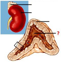 <p>Identify this structure</p>