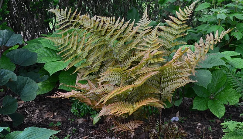 <p>Dryopteris erythrosora</p>