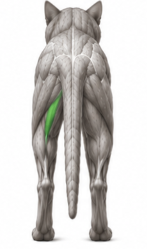 <p>What cat muscle is this?</p>