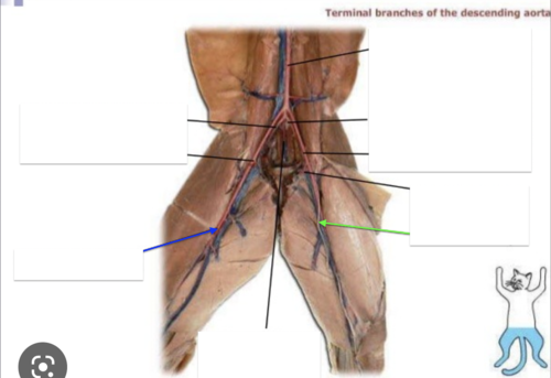 <p>blue/green artery</p>