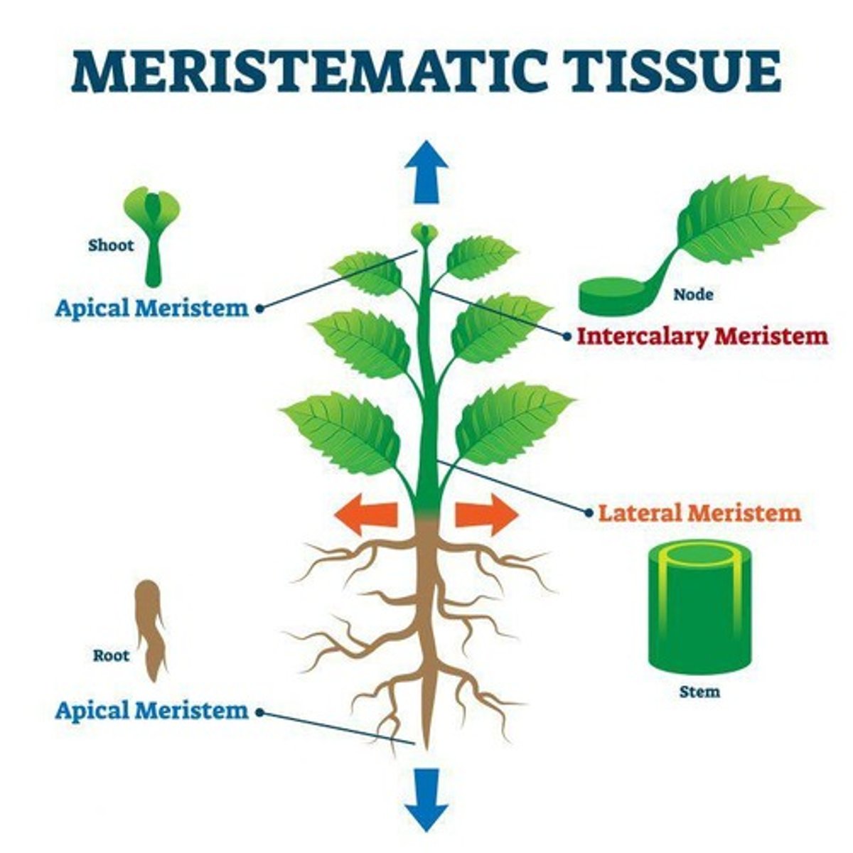 <p>They are regions where cell proliferation occurs, allowing for growth in roots and stems.</p>