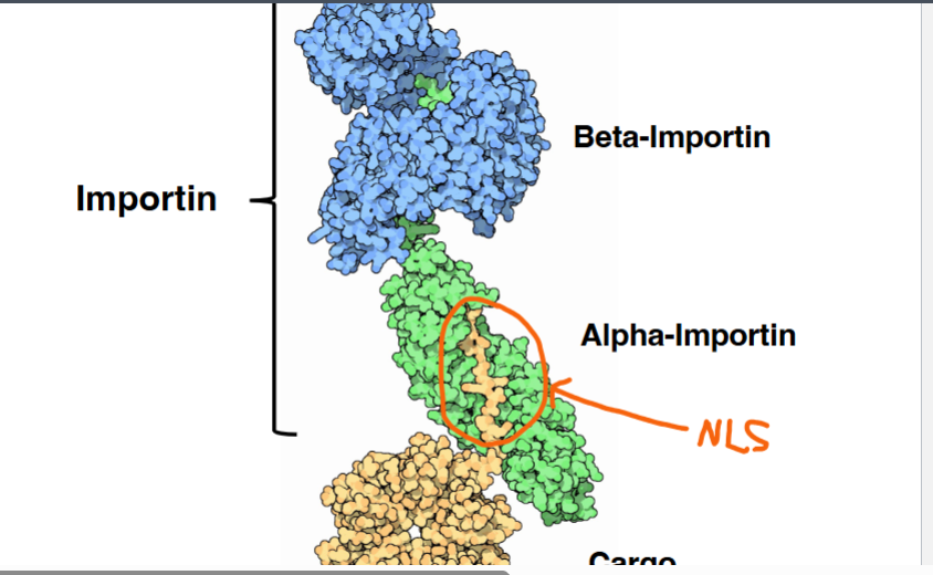 <p><span style="background-color: transparent;"><strong>Step-by-Step Mechanism of Nuclear Import</strong></span></p>