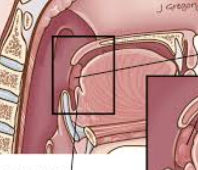 <p>Identify from supior to inferior</p>