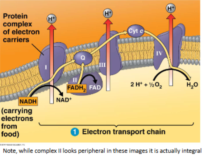 <ul><li><p>the electron transport chain</p><ul><li><p>occurs at proteins within the inner membrane</p></li><li><p>requires oxygen — it is an aerobic process</p></li><li><p>NADH and FADH<sub>2</sub> are oxidised to donate electrons</p></li><li><p>electrons transfer from protein-to-protein along the chain in a series of redox reactions</p></li><li><p>at each transfer, each electron gives up a small amount of energy which enables H+ ions to be pumped into the intermembrane space</p></li><li><p>oxygen ‘pulls’ the electrons down the chain, and is then the final electron acceptor where it is reduced to water</p></li><li><p>NADH and FADH<sub>2</sub> from earlier steps are used here</p></li></ul></li><li><p>chemiosmosis</p><ul><li><p>the hydrogen ions in the intermembrane space rush down their concentration gradient (chemiosmosis) through ATP synthase</p></li><li><p>this causes the ‘turbine’ within ATP synthase to turn</p></li><li><p>the rotation of the ATP synthase turbine enables the phosphorylation of ADP to generate ATP</p></li><li><p>this results in the production of 26 or 28 ATP (per glucose)</p></li></ul></li><li><p>ETC and chemiosmosis = oxidative phosphorylation</p><ul><li><p>this is much more efficient than substrate phosphorylation</p></li><li><p>the bulk of ATP production occurs here</p></li><li><p>‘fall’ of electrons down the chain enables movement of H+ ions into intermembrane spcae and generates a proton gradient which ‘drives’ the ATP synthase turbine</p></li></ul></li></ul><p></p>