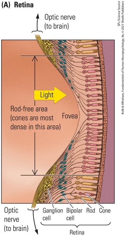 <p><span>In the fovea, these overlying cells are shifted aside to</span></p>