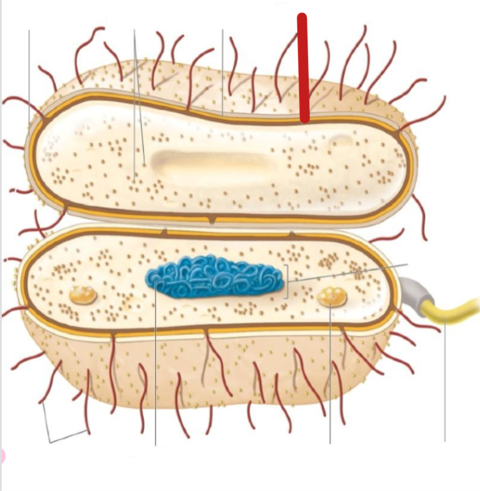<p>plasma membrane</p>