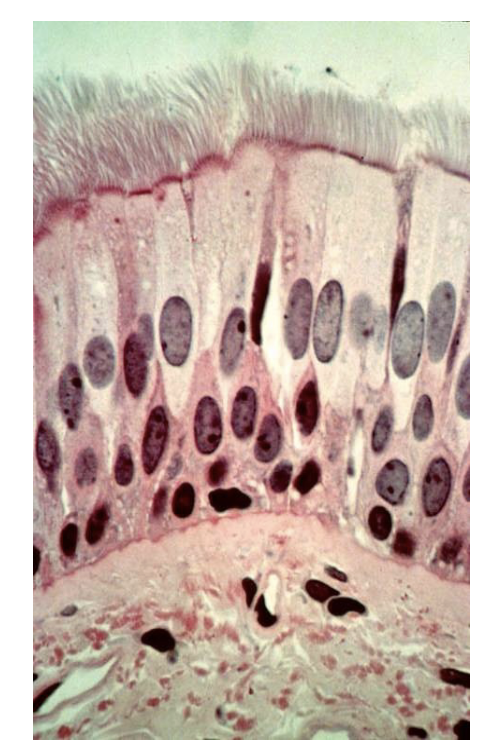 <p>What is this Tissue? and where is it found ?</p>
