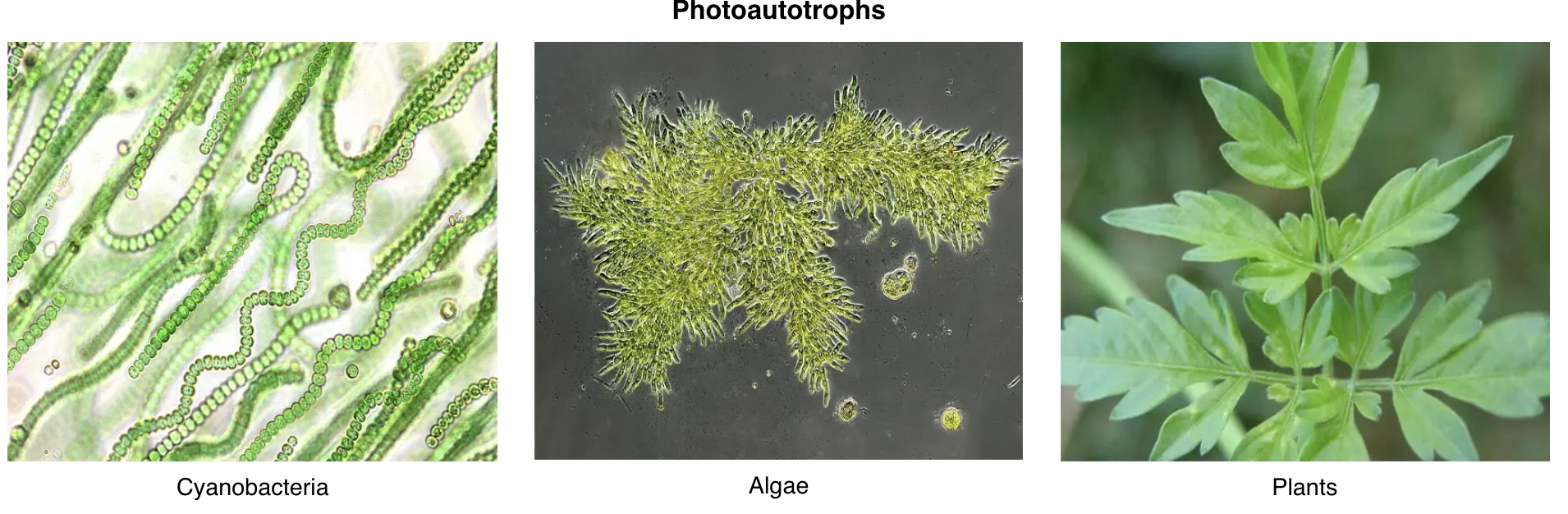 <p>Through photosynthesis → e.g. of organisms: plants, algae, several groups of photosynthetic prokaryotes</p>