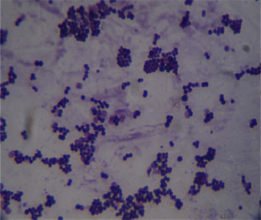 coccus