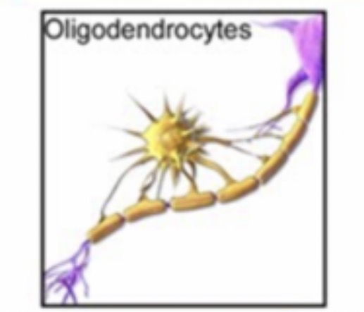 <p><span>Form myelin sheath in the CNS. Insulation of axons </span></p>