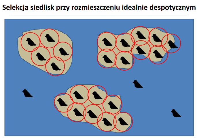 <p>Osobniki nie mogą się przemieszczać między wszystkimi dostępnymi siedliskami ponieważ są powstrzymywane przez agresywne zachowania innych osobników. </p><p>Osobniki słabsze mogą być wypychane do siedlisk marginalnych, gdzie efektywność rozrodu jest niższa.</p>