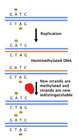 <p>What is oriC DNA methylated by ?</p>