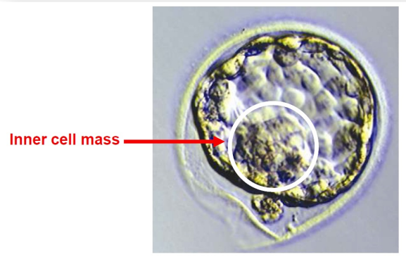 <p><strong><u>Unification</u></strong></p><ul><li><p>pronuclei unify right after fertilisation </p></li></ul><p>(Sperm’s centriole duplicates and forms critically important first mitotic spindle - allowing chromosomes to align for cell division)</p><div data-type="horizontalRule"><hr></div><p><strong><u>Cleavage stages:</u></strong></p><ul><li><p>First cleavage produces 2 cells (blastomeres)</p><ul><li><p>At this point, the embryo is increasing in size - this means it is increasing in cell number (NOT ACTUAL SIZE!!) because of the hard shell around the egg</p></li></ul></li><li><p>~day 5 blastocyst formation (with trophectoderm and forming of inner cell mass)  </p></li></ul><p></p>
