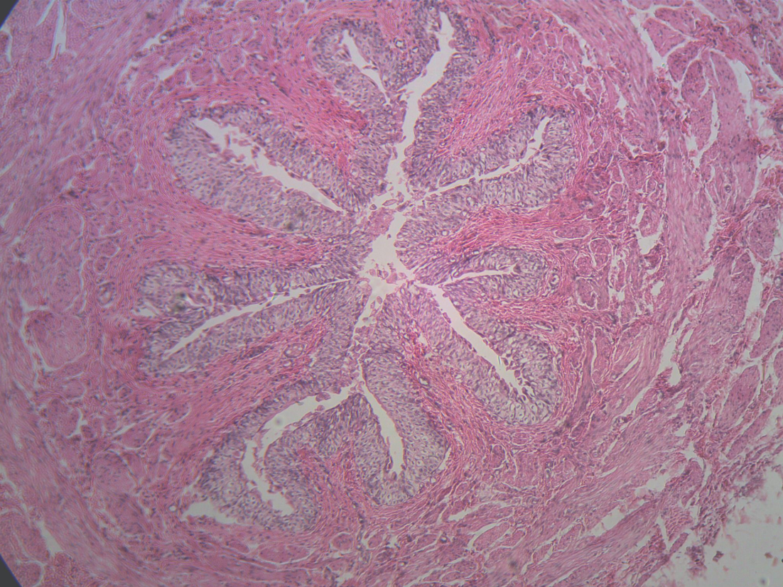 <p>What part of the body is seen in this image?</p>