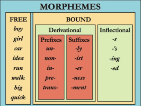 <p>Morphemes are the smallest linguistic unit with meaning. </p><ul><li><p><strong>bound</strong> morphemes: (-s, -ed, -est)</p></li></ul><p>cannot stand alone and still convey meaning → usually prefixes, suffixes or inflections </p><ul><li><p><strong>free</strong> morphemes or unbound morphemes: (boy)</p></li></ul><p>base words that can stand alone </p><p>Exp: </p><p>“Unlikely” (<strong>3 morphemes</strong>) → <strong>un</strong>- (bound), -<strong>like</strong>- (free), -<strong>ly</strong> (bound) </p><p>“I need to go now” (<strong>5 morphemes</strong>) → <strong>I </strong>(f) <strong>need</strong> (f) <strong>to</strong> (f) <strong>go</strong> (f) <strong>now</strong> (f)</p>