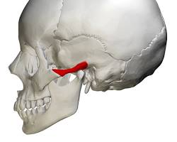 <p>What is this pointing to? What bone is it on?</p>