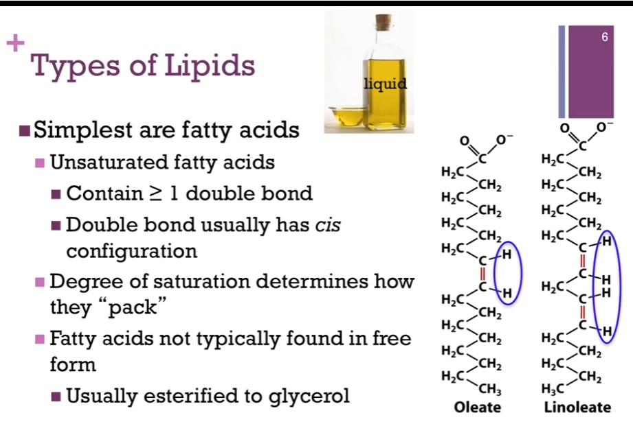 <p>Might also have an unsaturated fatty acid. Hydrocarbon chain has one OR more double bonds! Pictured on left = oleate (Oleate = One double bond) and linoleate (has 2 double bonds). In each case, you will notice that the double bond has a CIS configuration; the H atoms are on the same side of that bond.</p><p>In unsaturated chains, they pack together differently that saturated chains; they tend to more loosely associated and that makes them LIQUID at room temperature! like olive oil the top here! <strong>Fatty acids </strong>because they are so very hydrophobic are <strong>not found in free form in an aqueous environmen</strong>t (Chat: Not entirely true for all fatty acids. Statement is mostly true for long-chain fatty acids). They <strong>ARE USUALLY bound to protein</strong>, and many times, they are usually <strong>ESTERIFIED to GLYCEROL!!! </strong>(a small 3-carbon alcohol with the formula, C3H8O3), as we’ll see!</p>