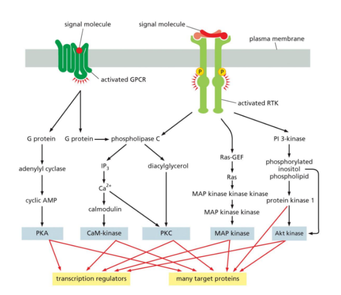 <p><span style="background-color: transparent;">The signal transduction pathway begins when a ligand binds to a specific cell-surface receptor. (Such as GPCR or RTK).&nbsp;</span></p><p><span style="background-color: transparent;">This activates the receptor and initiates a series of intracellular events.&nbsp;</span></p><p><span style="background-color: transparent;">The activated receptor then interacts with intracellular signaling proteins, such as G proteins or adaptor proteins, which relay the signal further into the cell.</span><br></p><p><span style="background-color: transparent;"><u>From here, the signal is transmitted through a network of pathways.&nbsp;</u></span></p><ul><li><p><span style="background-color: transparent;">For example, in GPCR signaling, activated G proteins can stimulate enzymes like adenylyl cyclase or phospholipase C, producing second messengers (such as cAMP, IP₃, or DAG).&nbsp;</span></p></li><li><p><span style="background-color: transparent;">In RTK signaling, adaptor proteins activate Ras, which triggers a protein kinase cascade (Ras-MAPK pathway), or activate PI3K, leading to Akt activation.</span><br></p></li></ul><p><span style="background-color: transparent;">These pathways often interconnect and branch, meaning one signal can activate multiple pathways at once.&nbsp;</span></p><p><span style="background-color: transparent;">The signal is amplified as it moves through cascades (especially phosphorylation cascades), allowing a small initial signal to produce a large cellular response.</span></p><p><span style="background-color: transparent;">Finally, the signal reaches target proteins, such as enzymes or transcription regulators. These targets produce the final cellular response, such as changes in gene expression, protein activity, cell growth, or survival.</span></p><p><br></p>