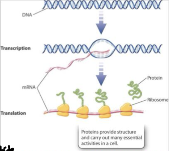 <p><strong>Genetic information</strong><br>DNA is copied in <strong>mRNA</strong><br><strong>mRNA </strong>is translated into a folded <strong>protein.</strong><br><br><strong>(some RNAs are not translated into proteins)</strong></p>