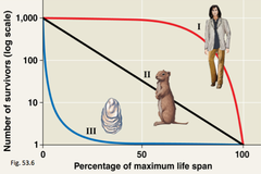 <p>Curve for K-selected populations that have higher mortality rates at older ages. Most individuals survive at young ages and mortality rate increases with age (examples: humans, elephants).</p>