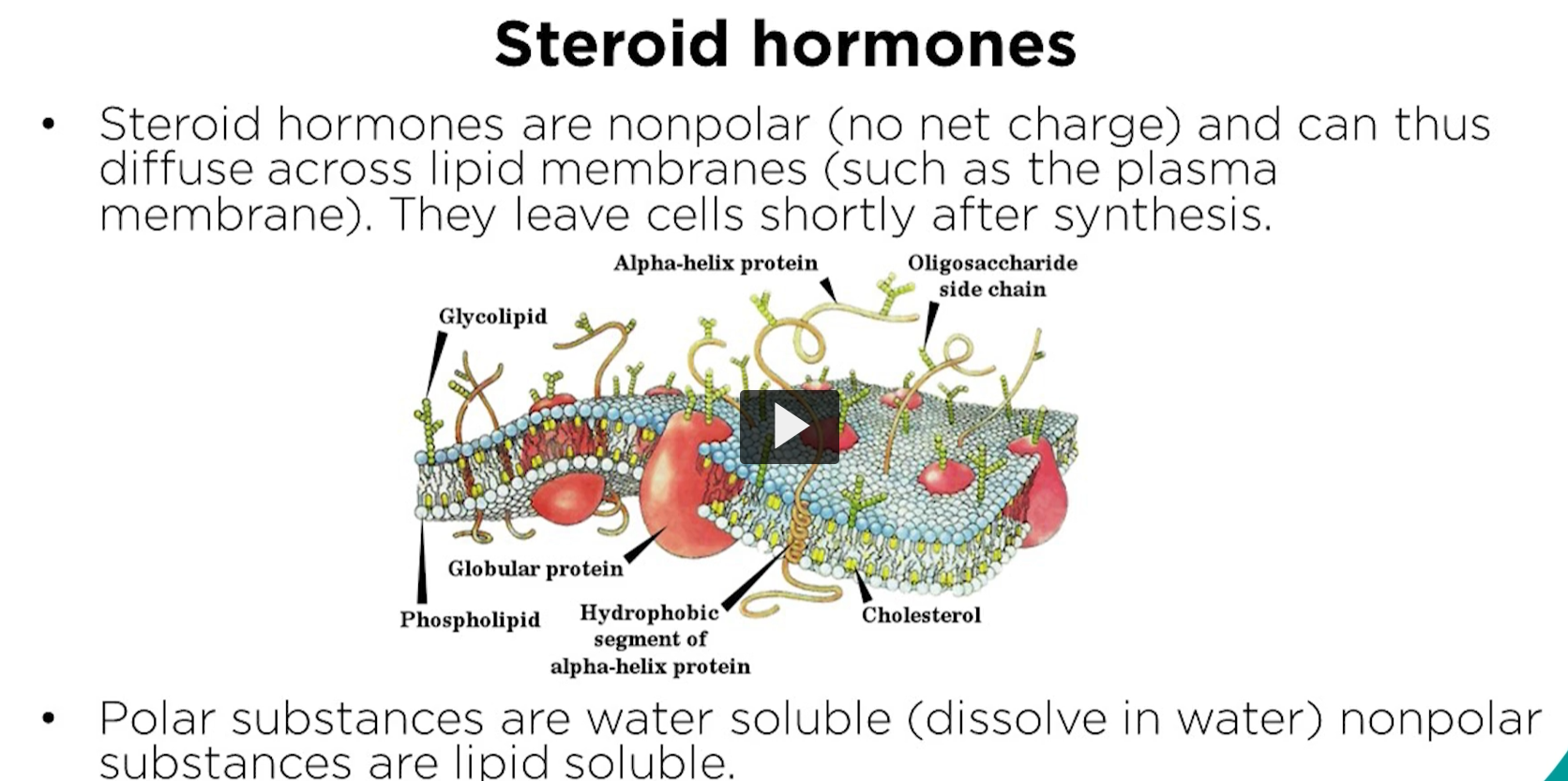 <p><u>steroid hormones</u></p><p>steroids are lipids that can cross the membrane freely, steroids don’t need a permease or an ion channel, or a membrane bound receptor. Steroid receptors are found inside the cell in the cytoplasm. </p>