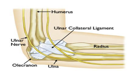 <p>posterior aspect of the humerus crossing to the medial side of the arm just above the olecranon, known as the cubital tunnel </p>