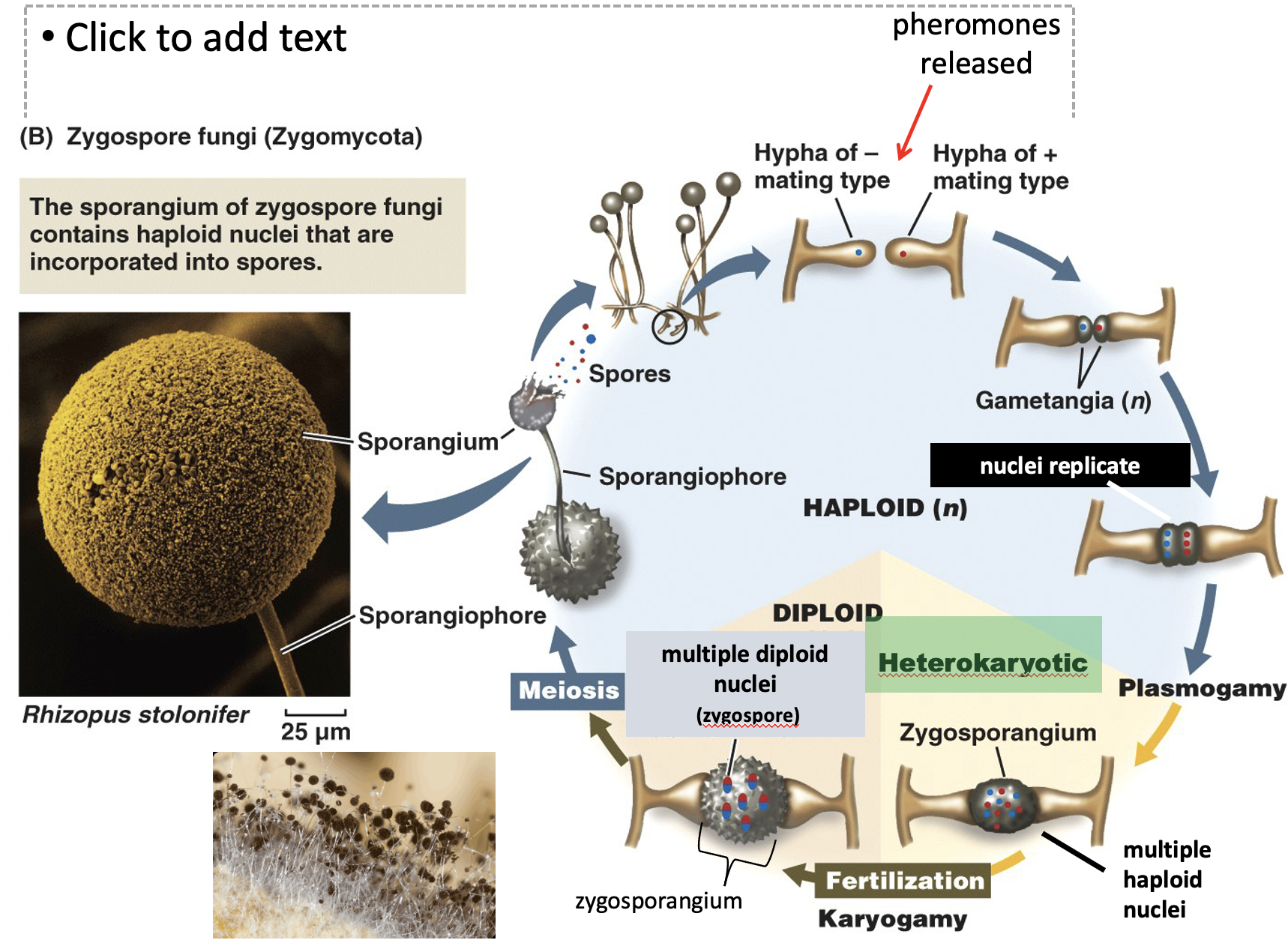 <p>Chromosome # of zygosporangium after plasmogamy - Heterokaryotic (n+n), multiple haploid nuclei</p><p>Chromosome # of zygosporangium after karyogamy - Diploid</p><p>Chromosome # of the spores after meiosis - Haploid</p>