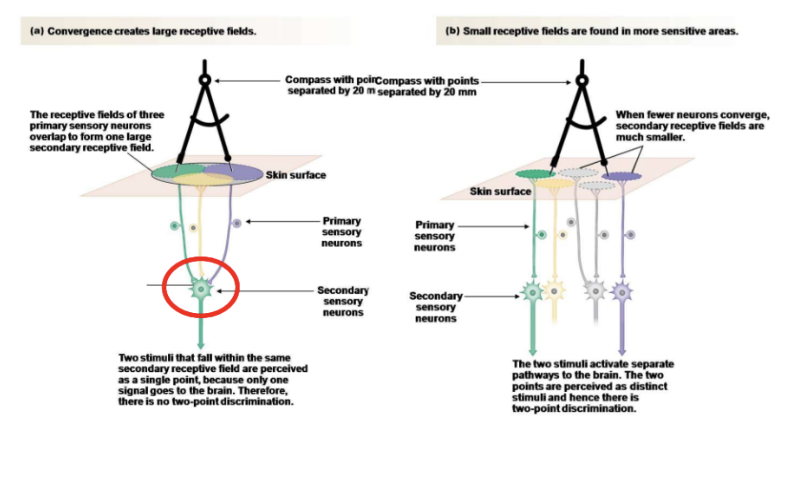<ul><li><p><span style="background-color: transparent;">Receptive field: Each sensory neurons responses to a particular area (e.g. a patch of skin)</span></p><ul><li><p><span style="background-color: transparent;">That field is where you can activate that specific neuron</span></p></li><li><p><span style="background-color: transparent;">Every sensory neuron have their own receptive field</span></p></li><li><p><span style="background-color: transparent;">E.g. cutaneous sensory neuron has receptive field of the skin territory</span></p><ul><li><p><span style="background-color: transparent;">10-20 mm across for each neuron</span></p></li><li><p><span style="background-color: transparent;">Smaller secondary receptive fields found in more sensitive areas in order to have more specific location determination based on stimuli - two point discrimination</span></p></li><li><p><span style="background-color: transparent;">Larger secondary receptive field results in stimuli perceived in one point - no two-point discrimination</span></p></li></ul></li></ul></li></ul><p></p>