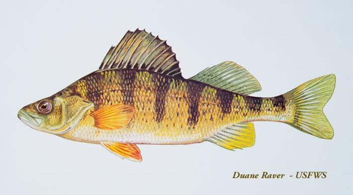<p>label the caudal fin, anal fin, two dorsal fins, paired pectoral fins, and paired pelvic fins of a yellow perch </p>