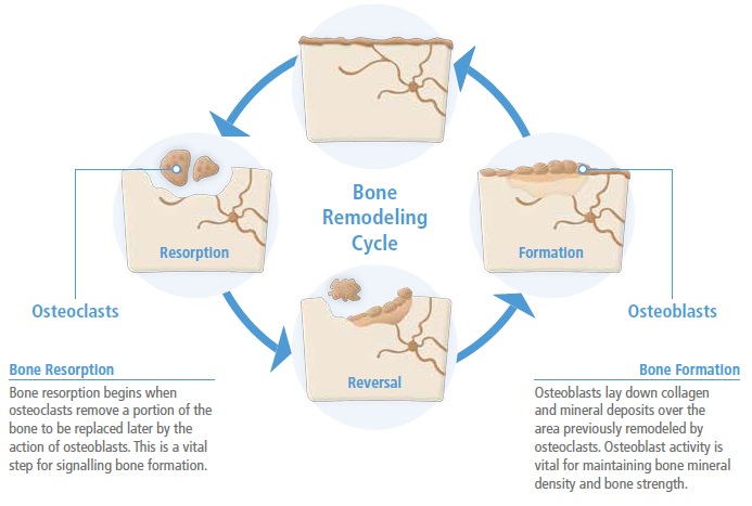 <p>bone remodeling</p>