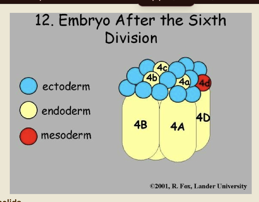 <p>development post spiral cleavage info card flip for schizocoely </p>