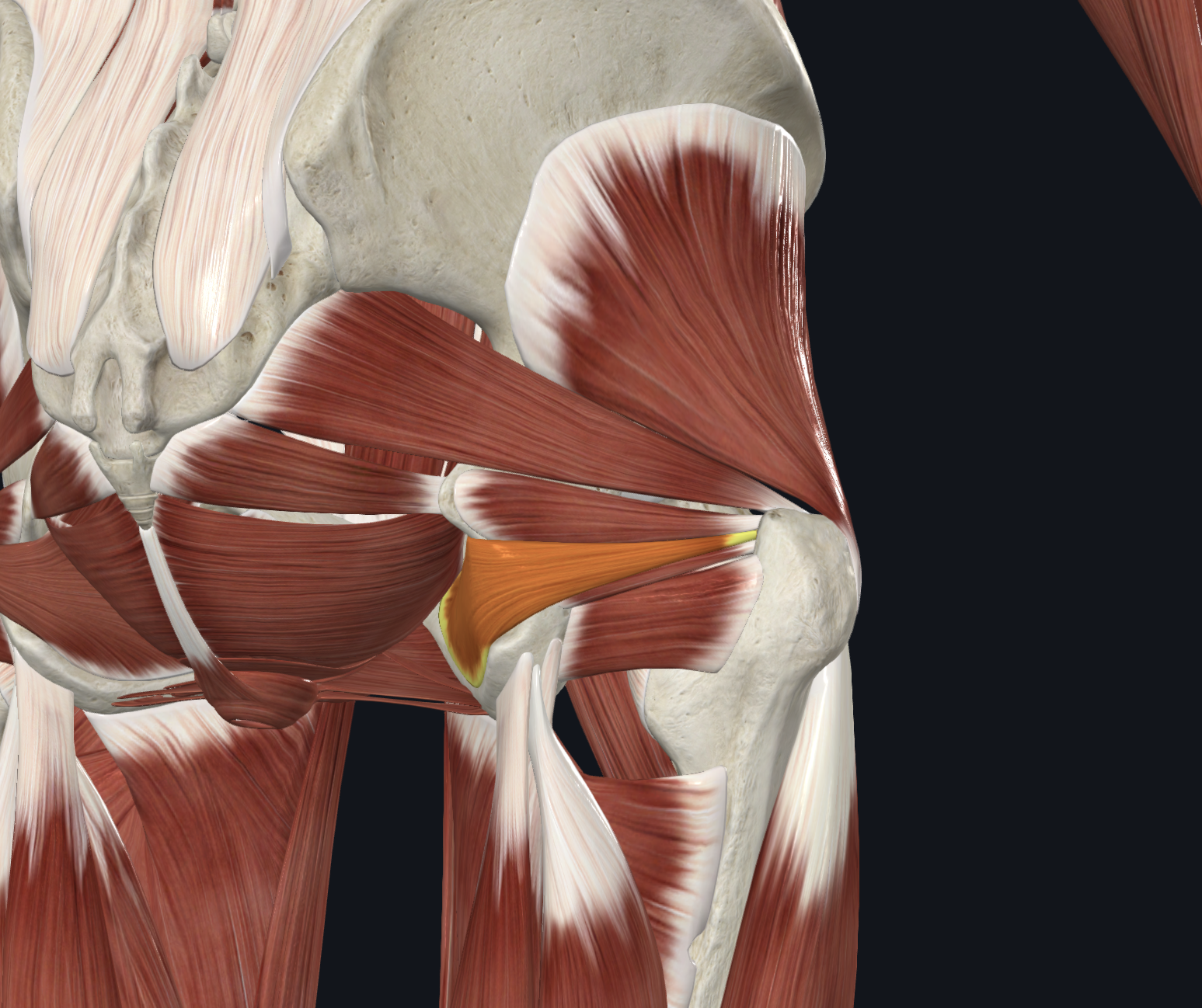 <p>Posterior view</p><p>Muscles</p>