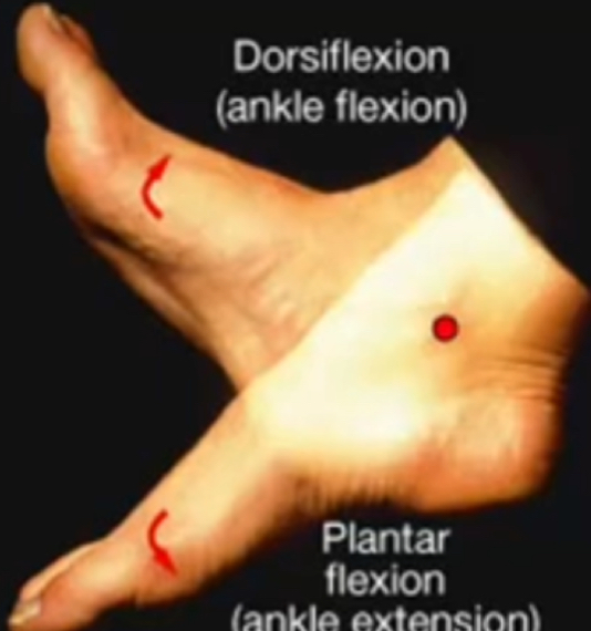 <p>Plantar Flexion</p>