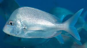 <p>Chrysoblephus puniceus</p>