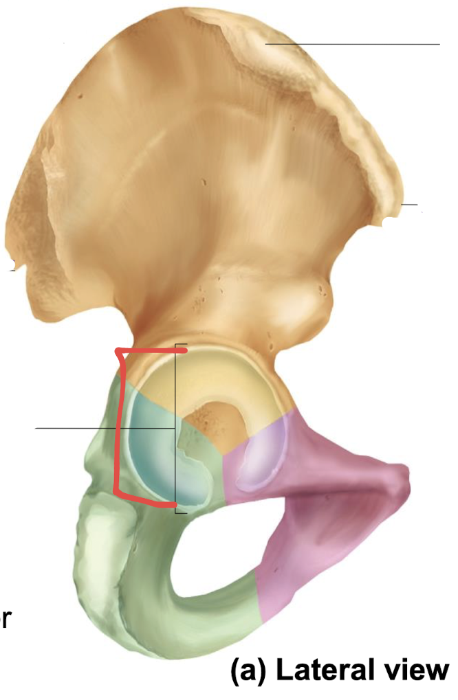 <p>what is this part of the hip?</p>