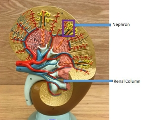 <p>nephron, renal column </p>