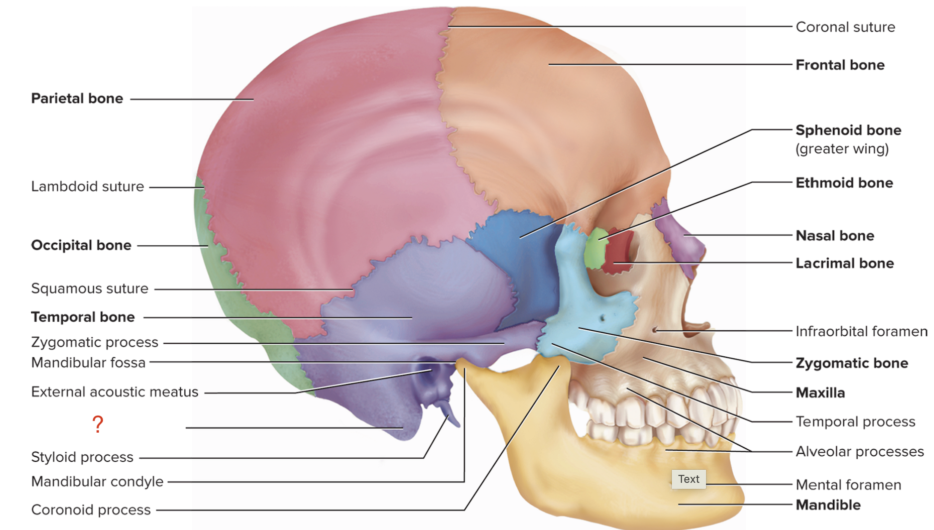 <p>What is the name of this bony marking of the temporal bone?</p>