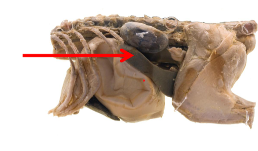 <p>what is this</p>