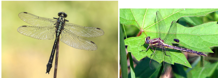 <p>What class are these bugs found in? </p>